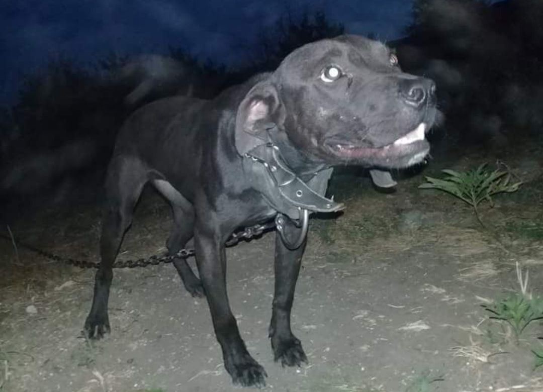 Photo of the dog
