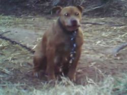 Photo of the dog
