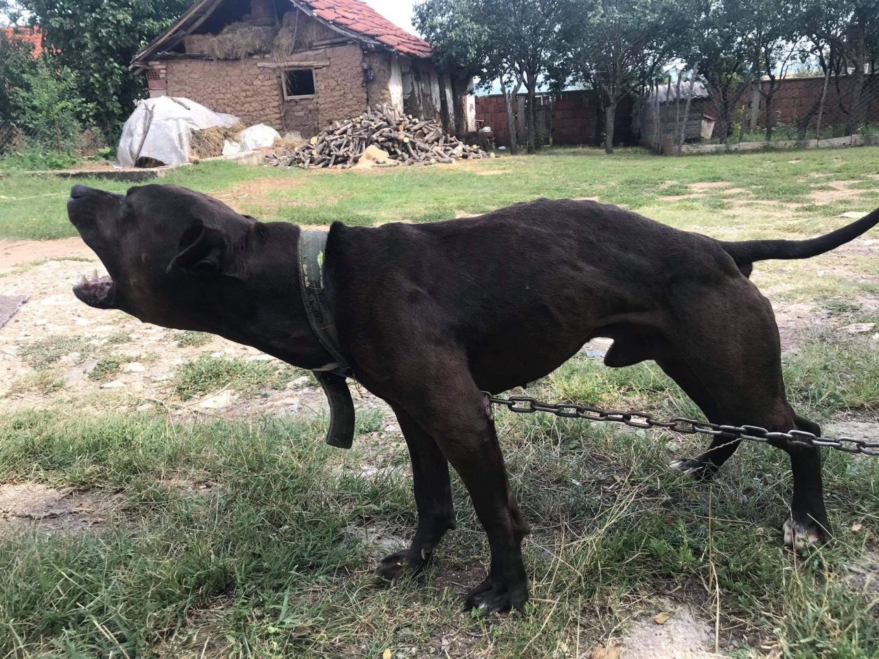 Photo of the dog