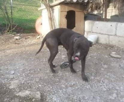 Photo of the dog