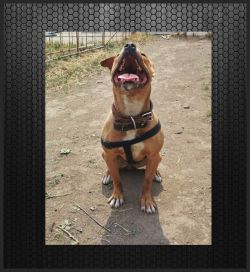 Photo of the dog