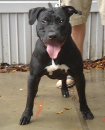 Photo of the dog