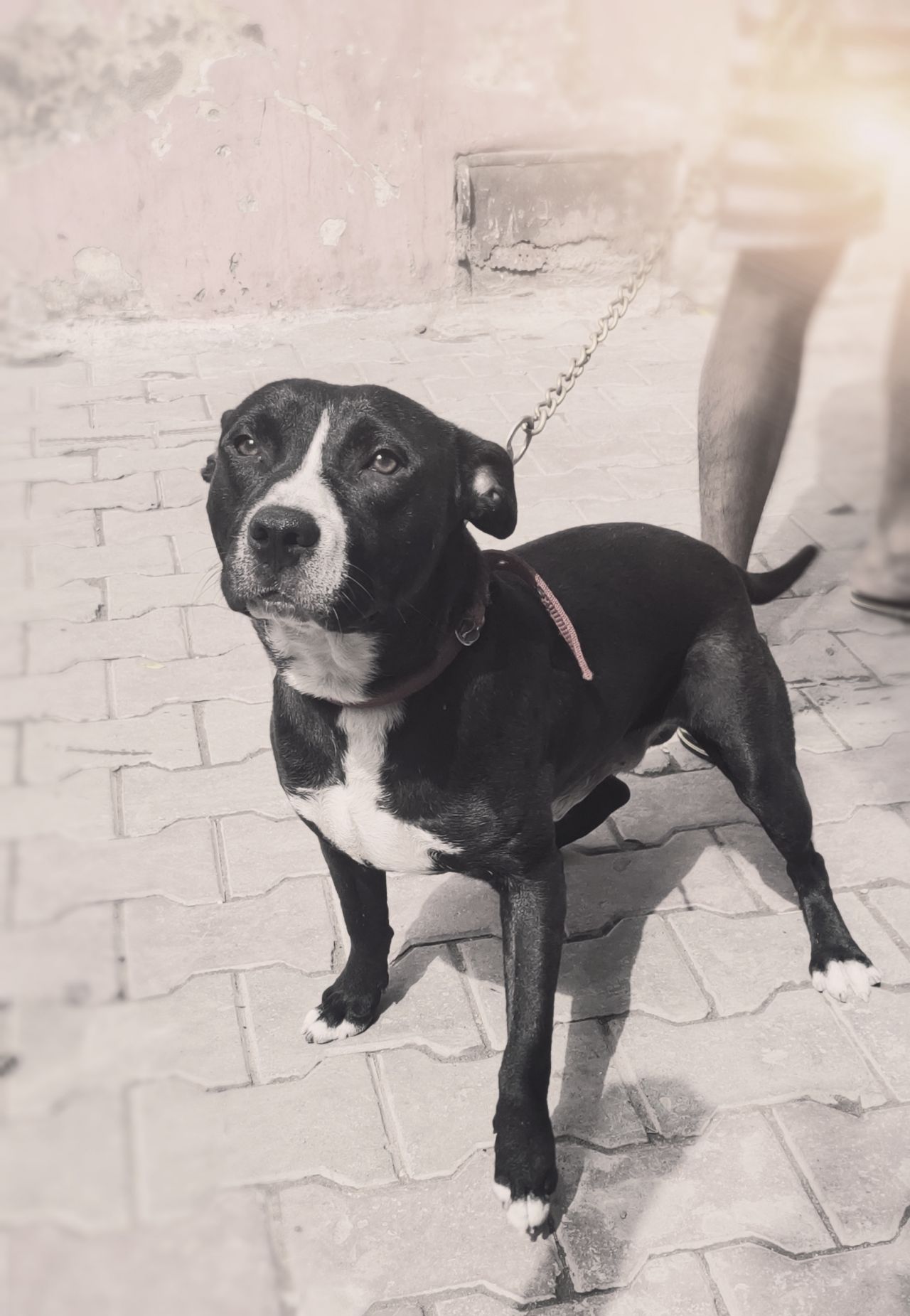 Photo of the dog