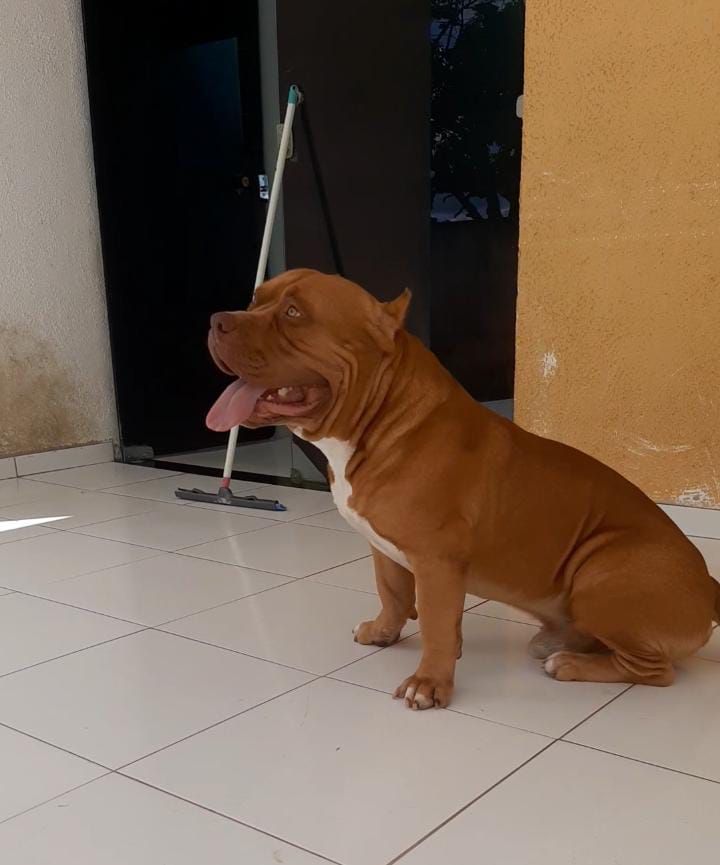 Photo of the dog