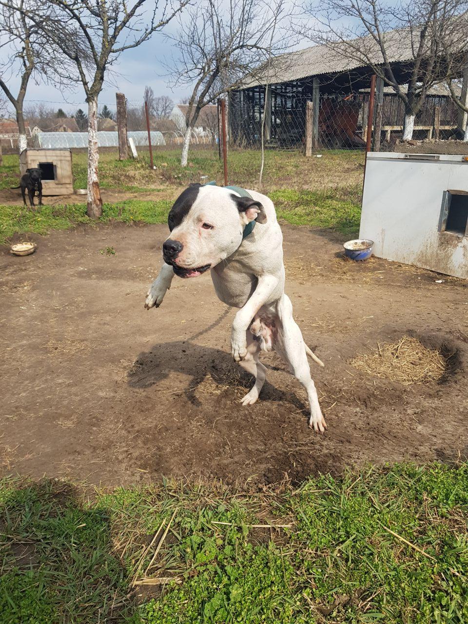 Photo of the dog
