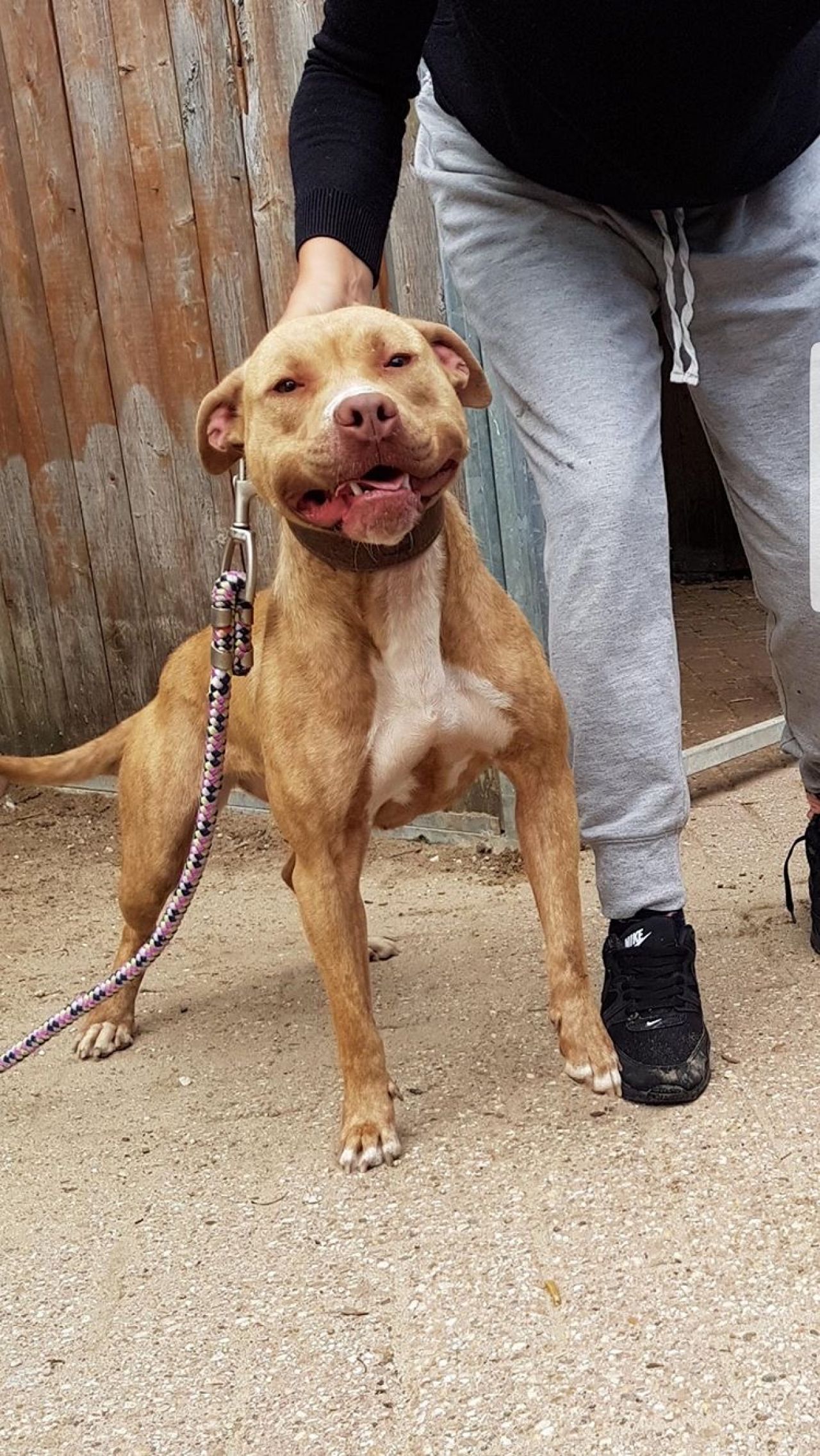Photo of the dog