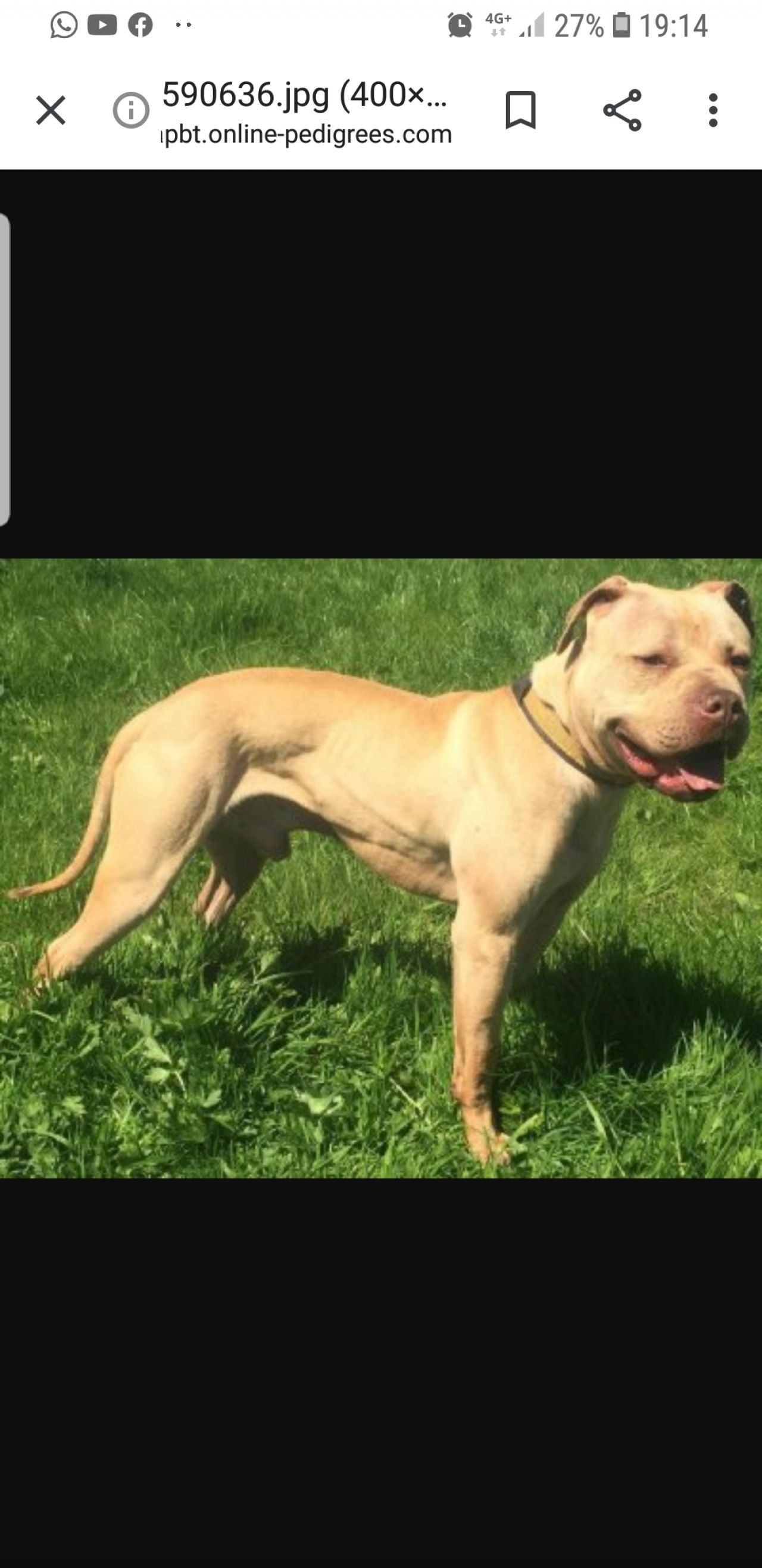 Photo of the dog