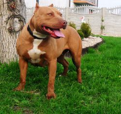 Photo of the dog