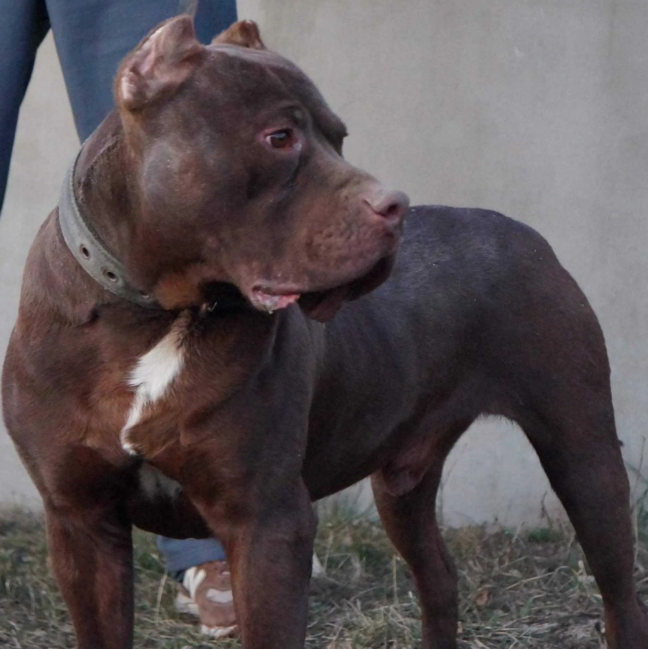 Photo of the dog