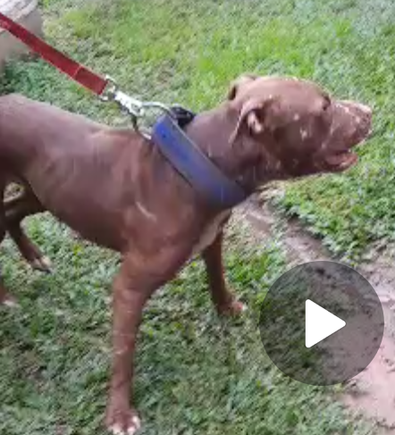 Photo of the dog