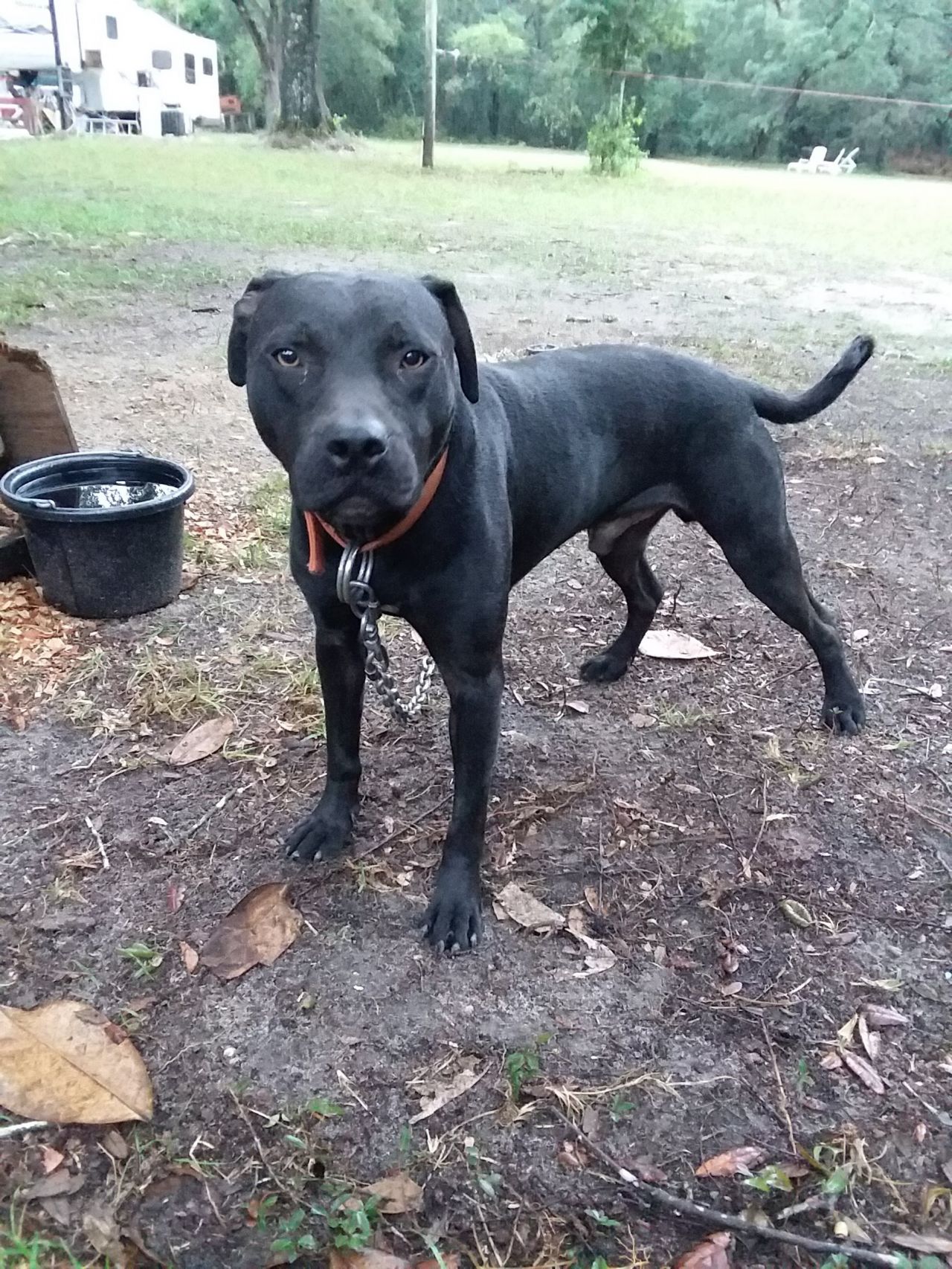 Photo of the dog