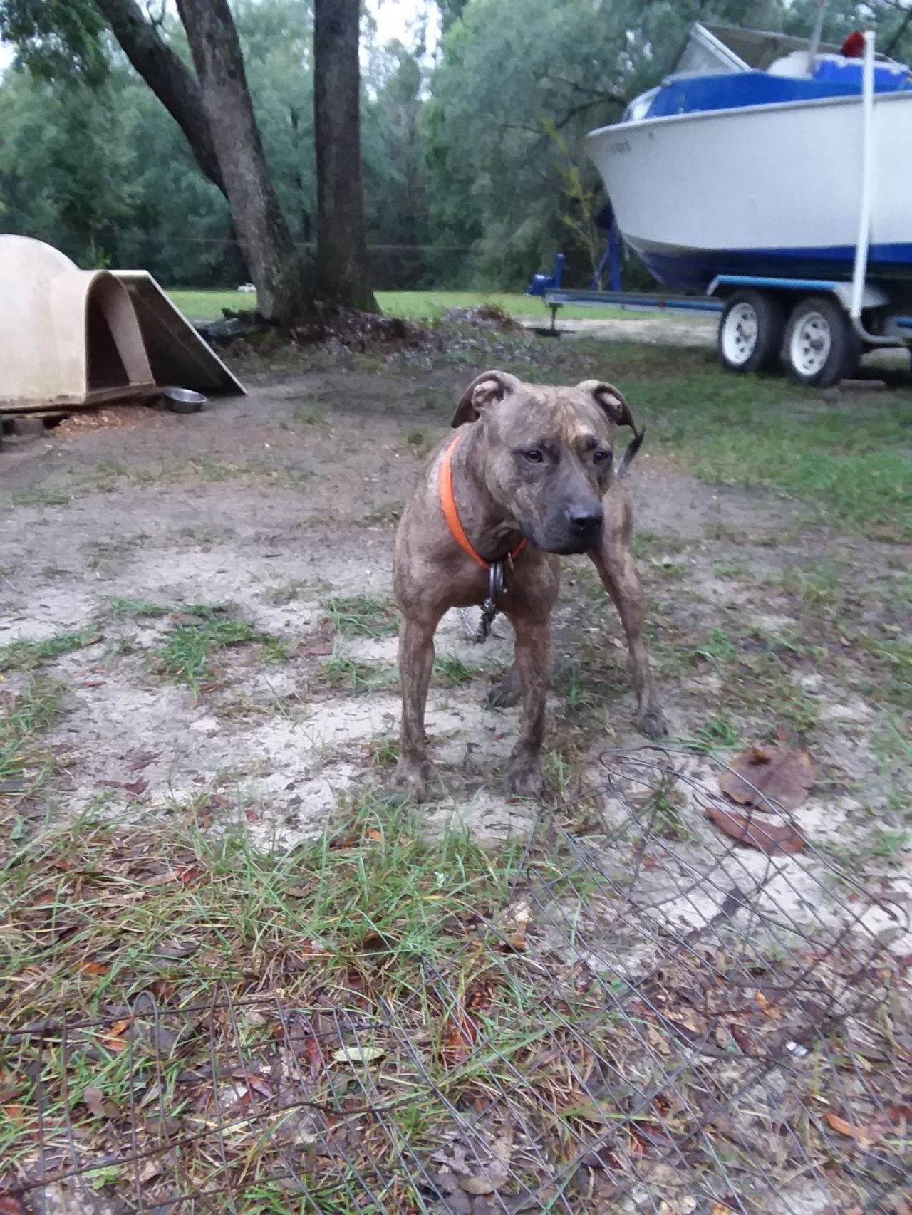 Photo of the dog