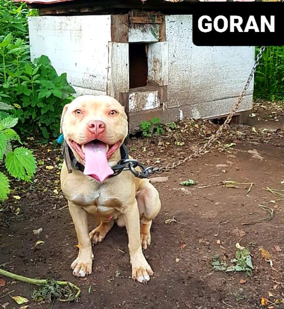 Photo of the dog