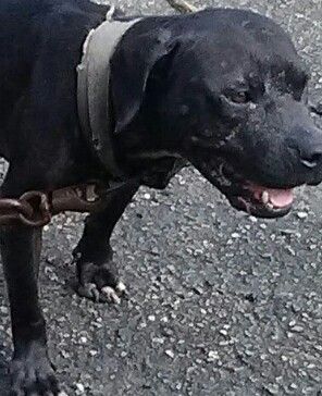 Photo of the dog
