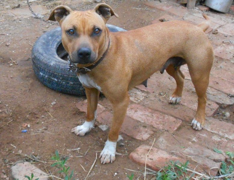 Photo of the dog