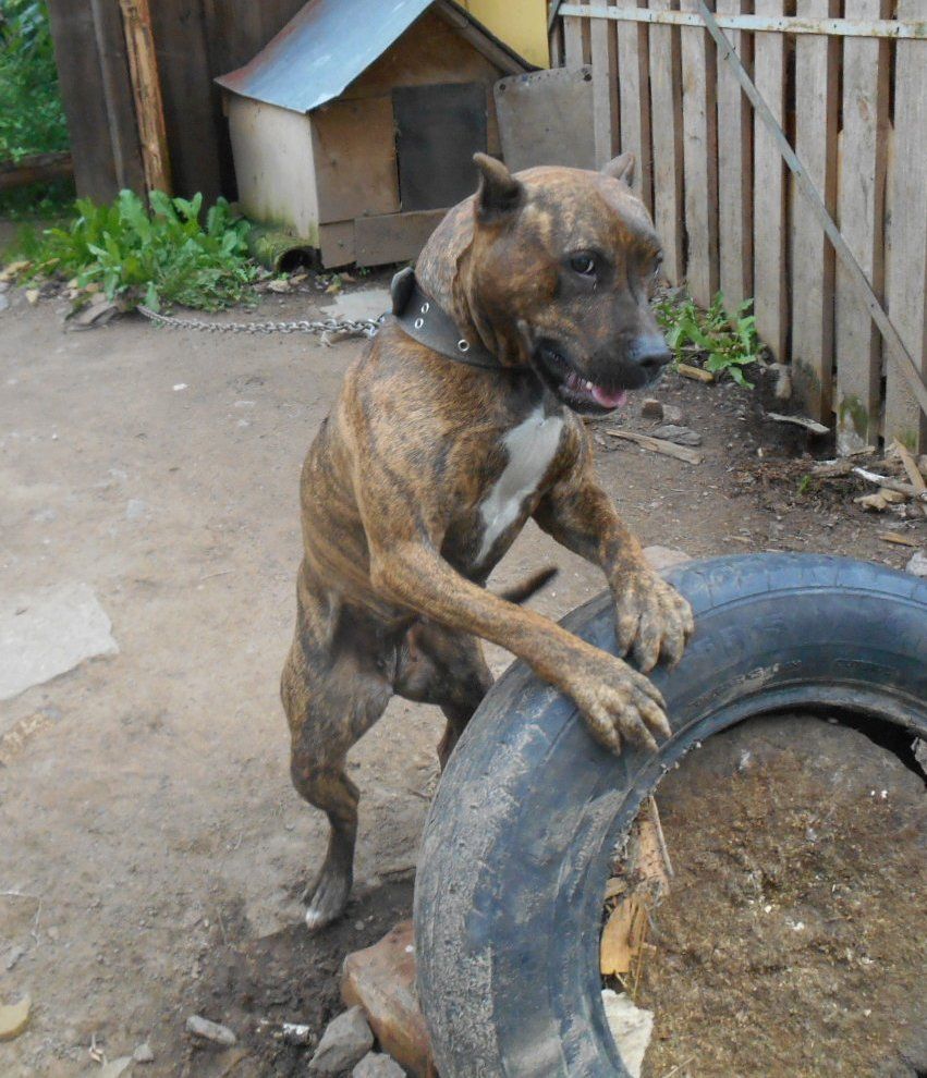 Photo of the dog