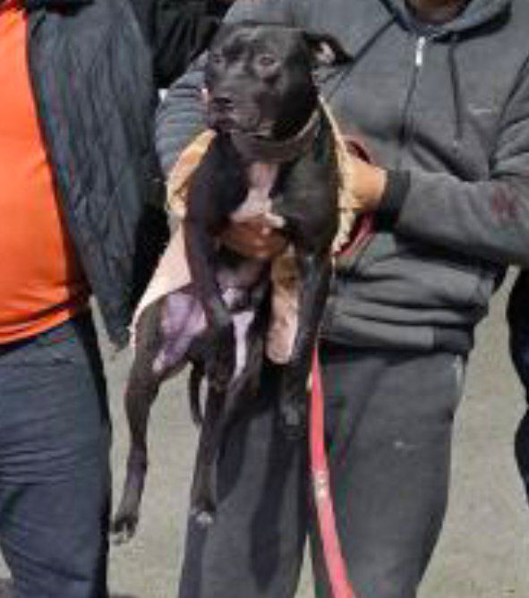 Photo of the dog