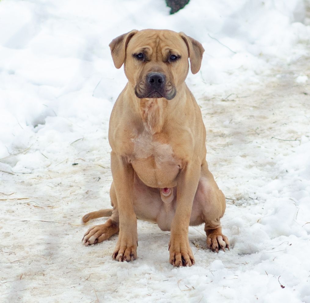 Photo of the dog