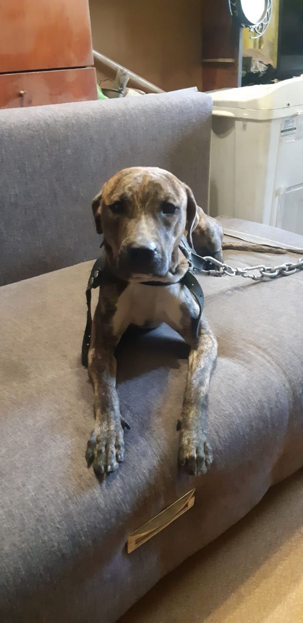 Photo of the dog