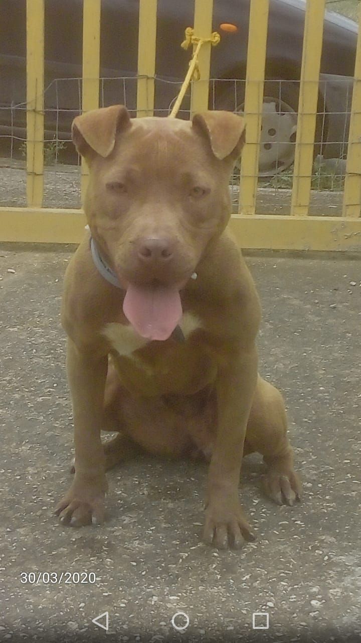 Photo of the dog