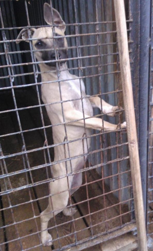 Photo of the dog