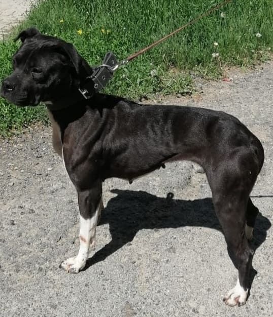 Photo of the dog
