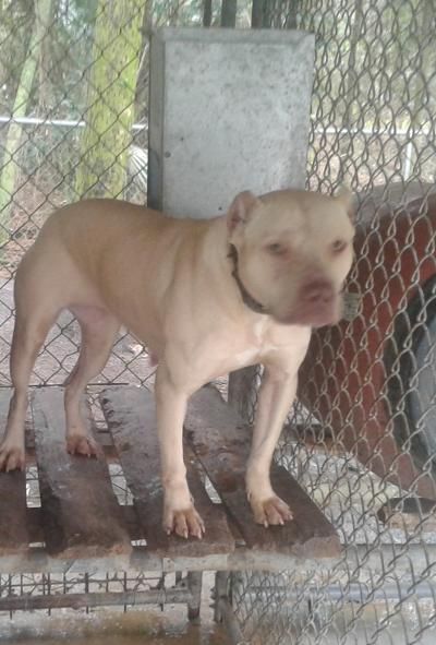 Photo of the dog