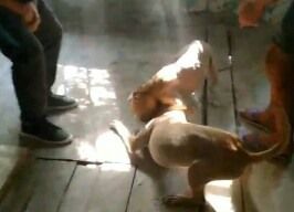 Photo of the dog