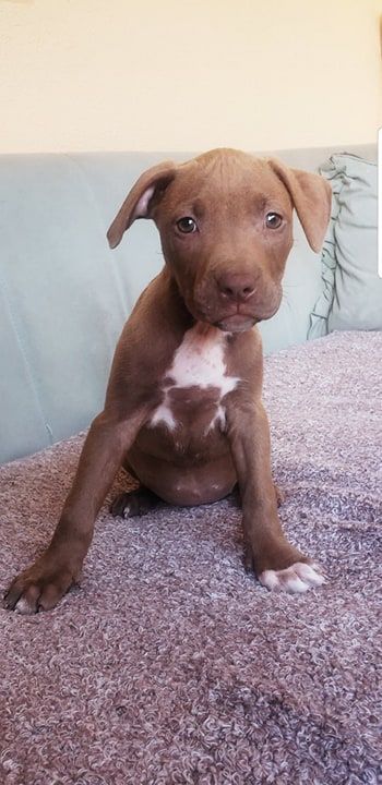 Photo of the dog