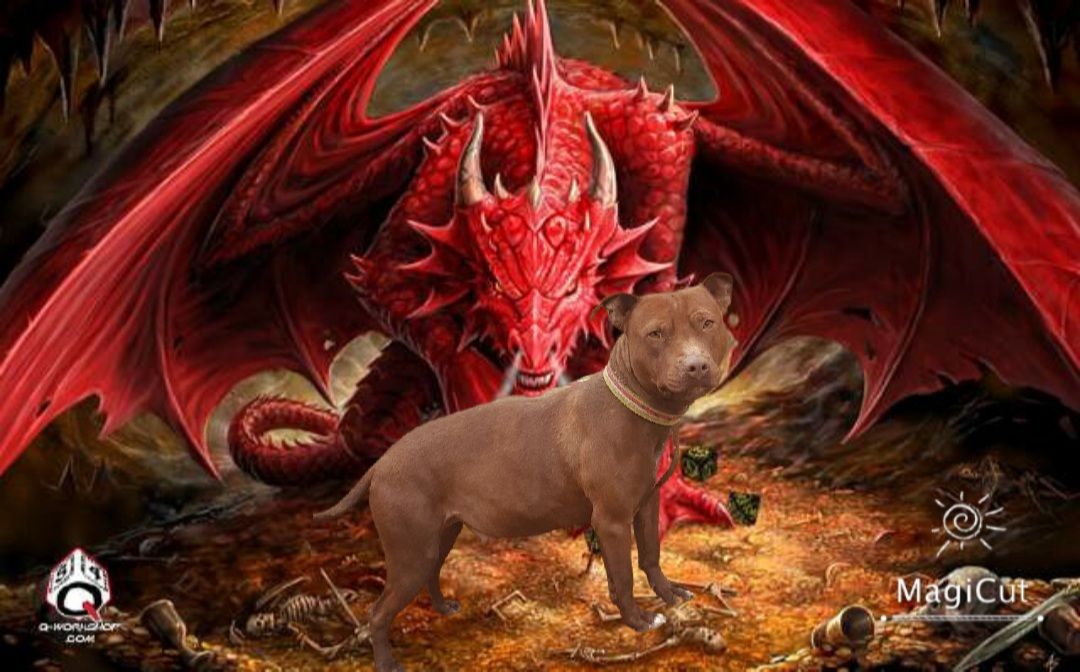 Photo of the dog