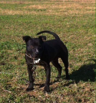 Photo of the dog