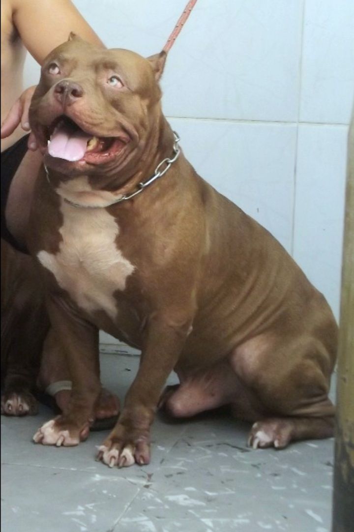 Photo of the dog