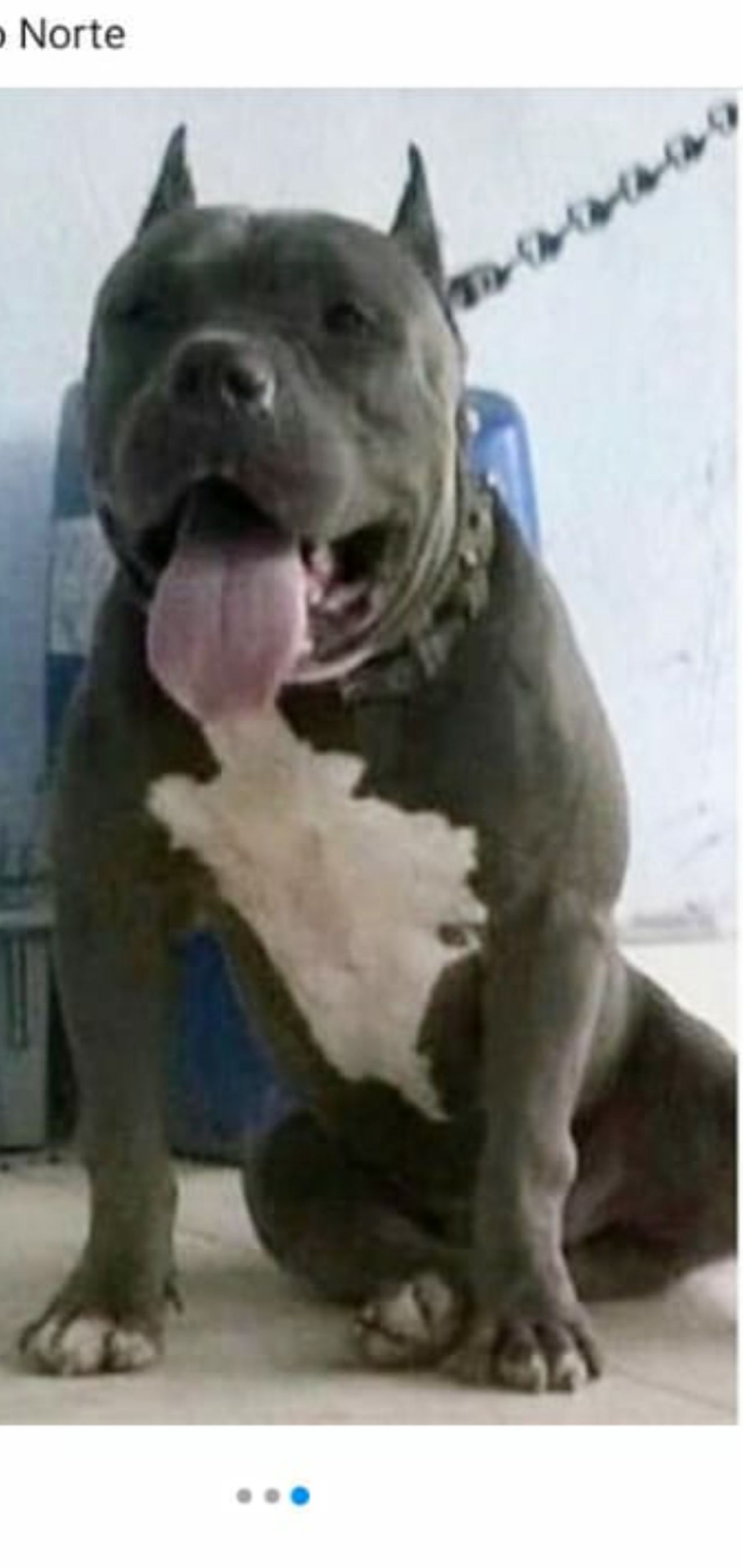 Photo of the dog