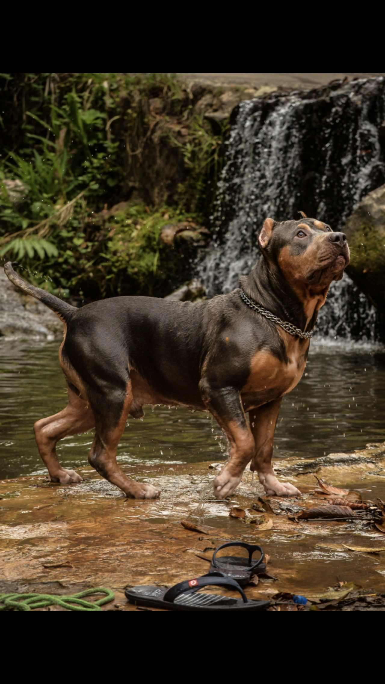 Photo of the dog