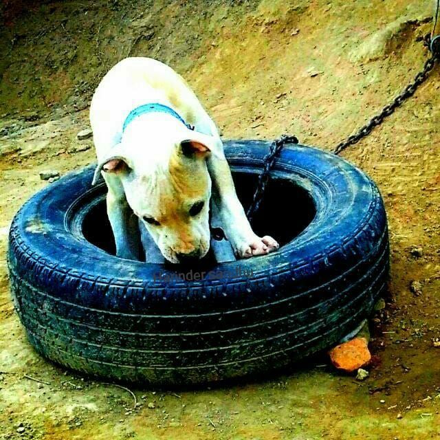 Photo of the dog