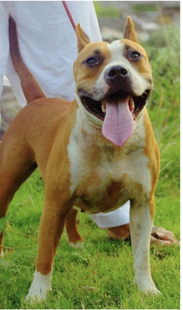 Photo of the dog