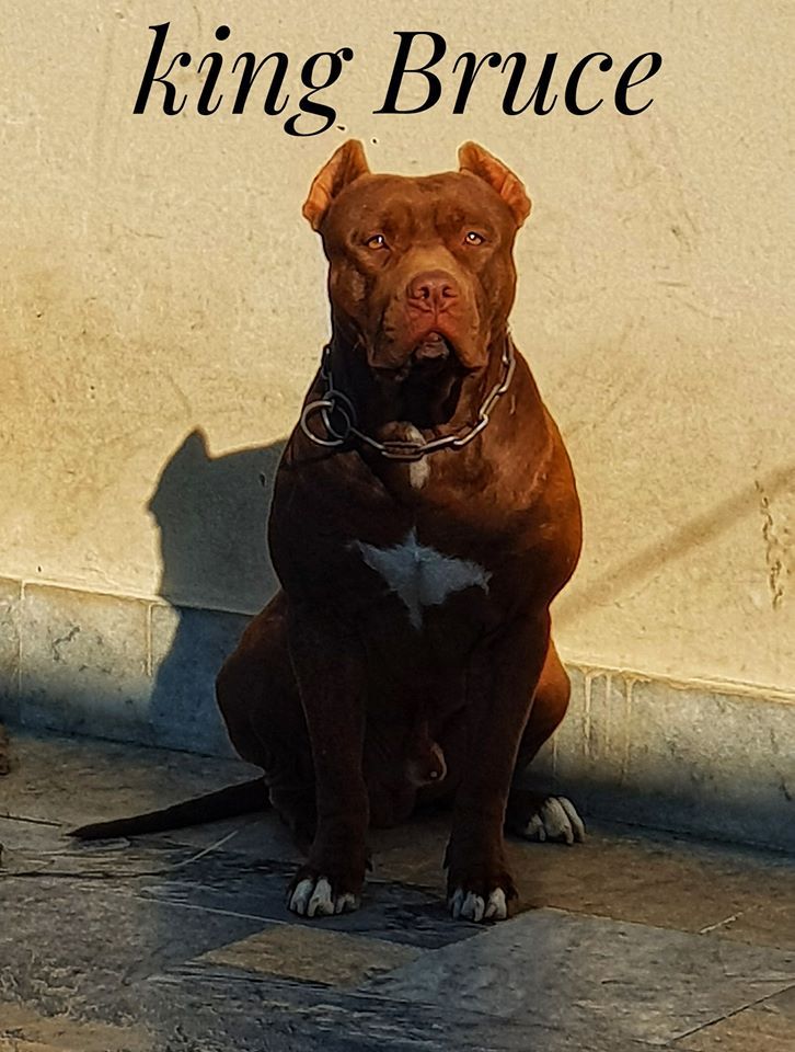 Photo of the dog