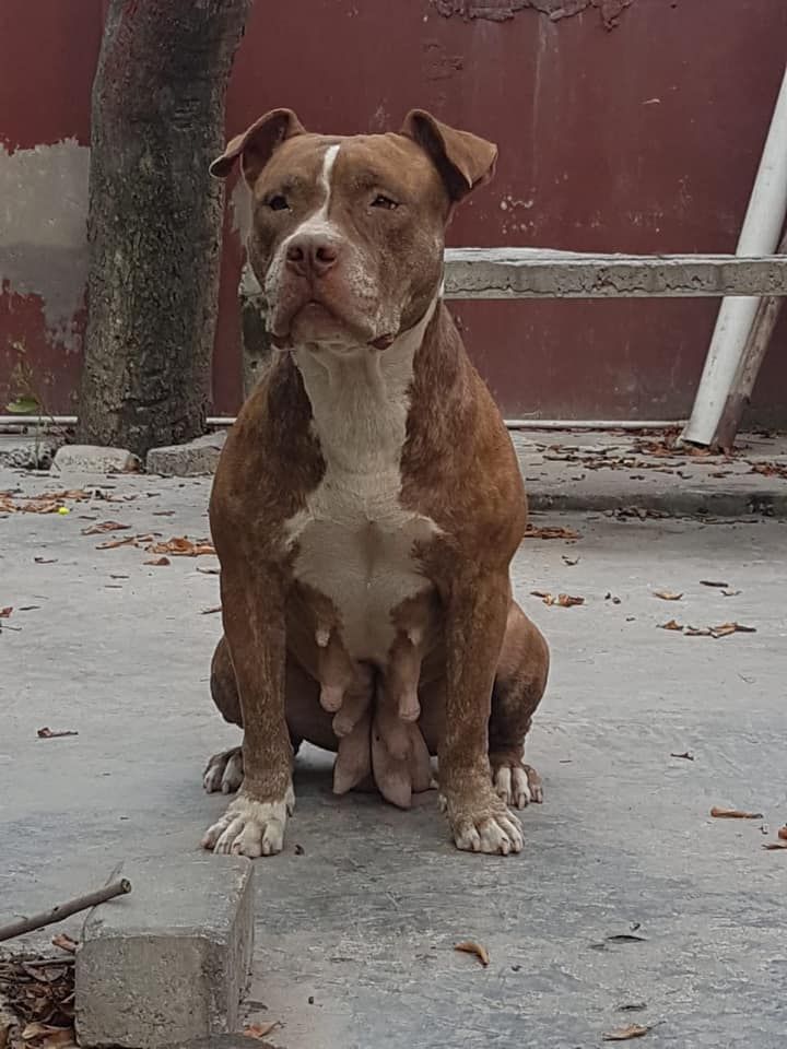 Photo of the dog