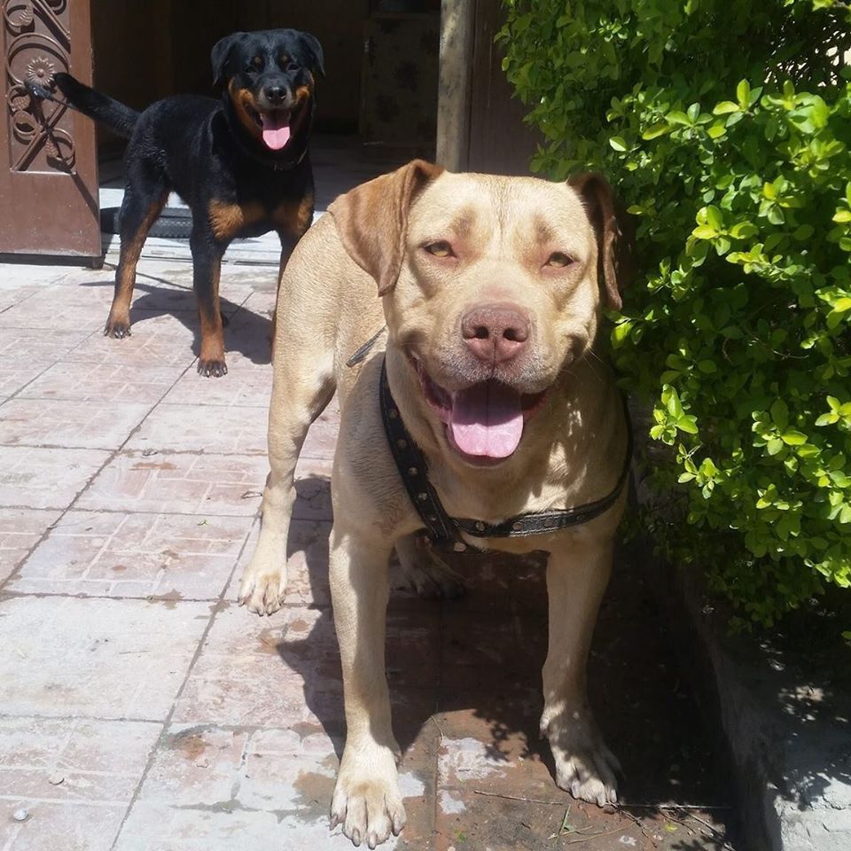 Photo of the dog