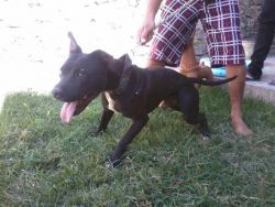 Photo of the dog
