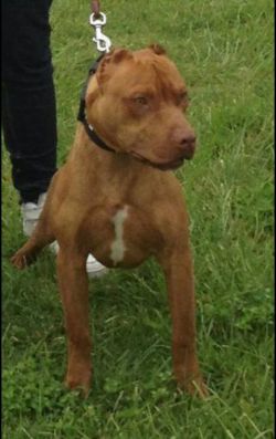 Photo of the dog