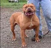 Photo of the dog