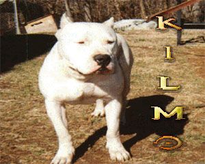 Photo of the dog