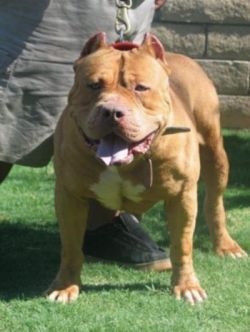 Photo of the dog