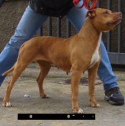 Photo of the dog
