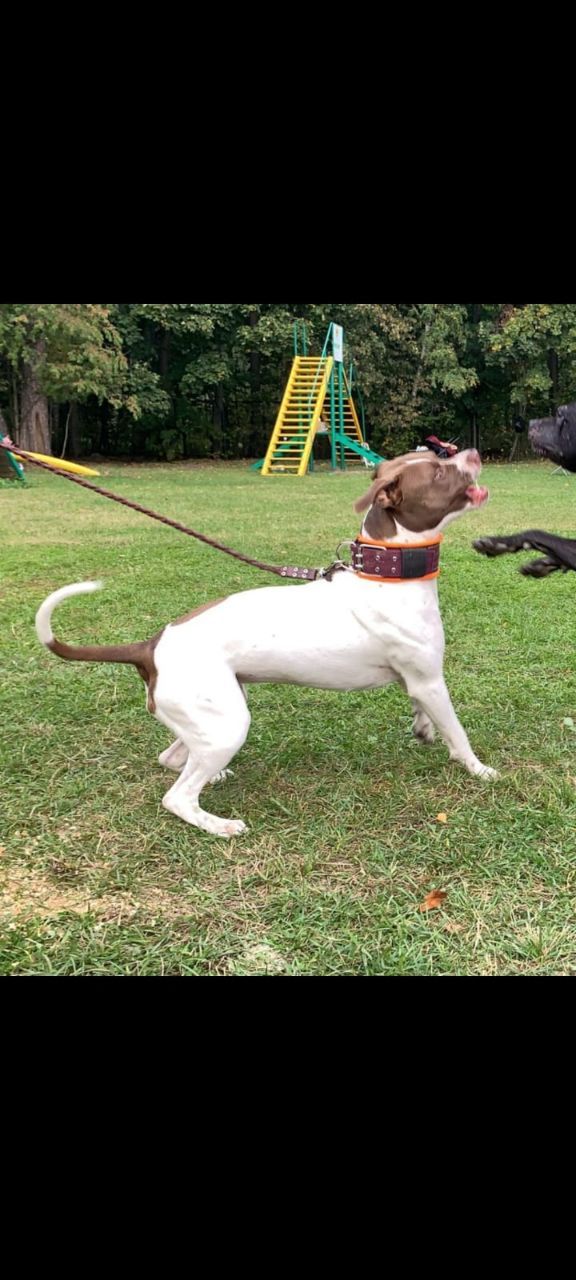 Photo of the dog