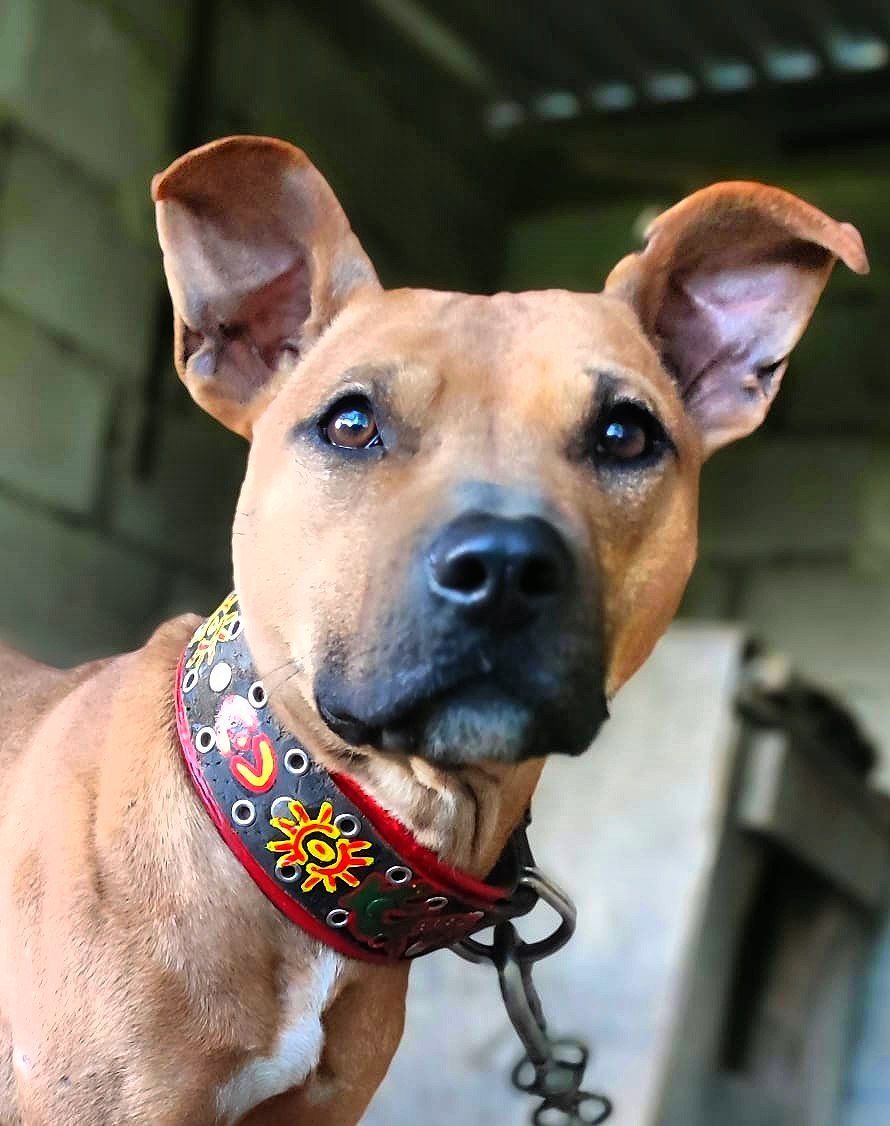 Photo of the dog