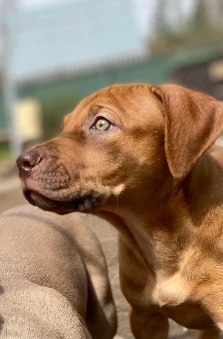 Photo of the dog