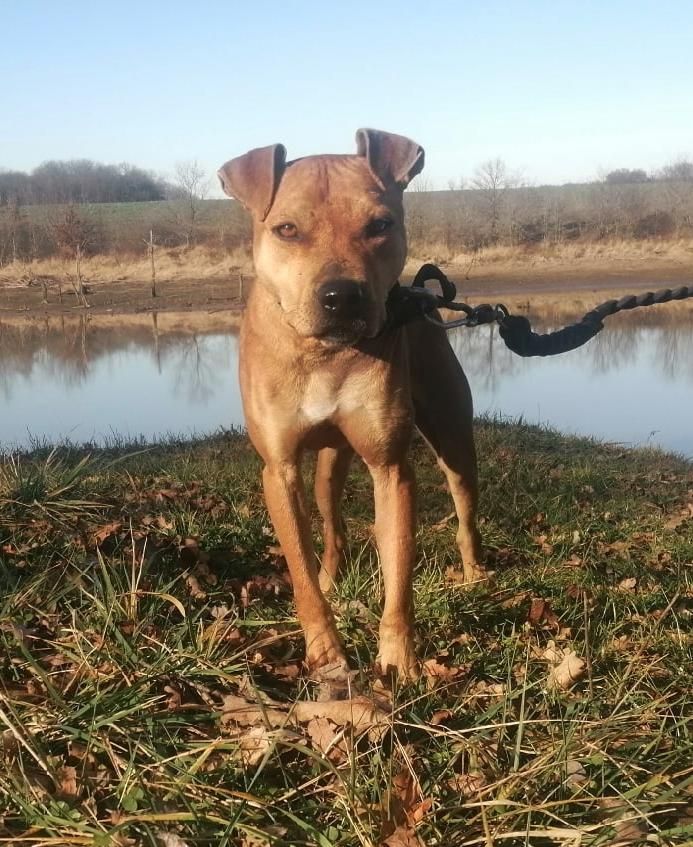 Photo of the dog