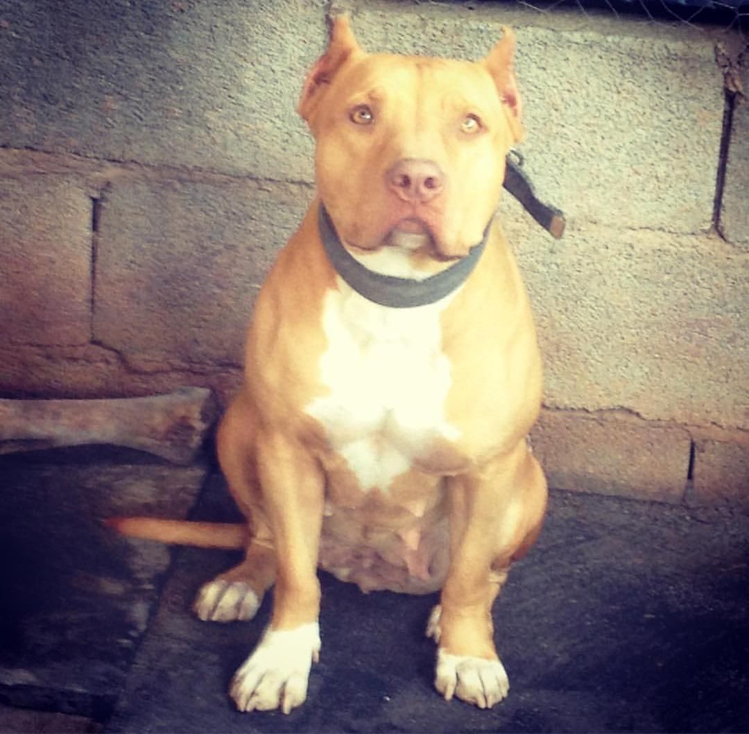 Photo of the dog